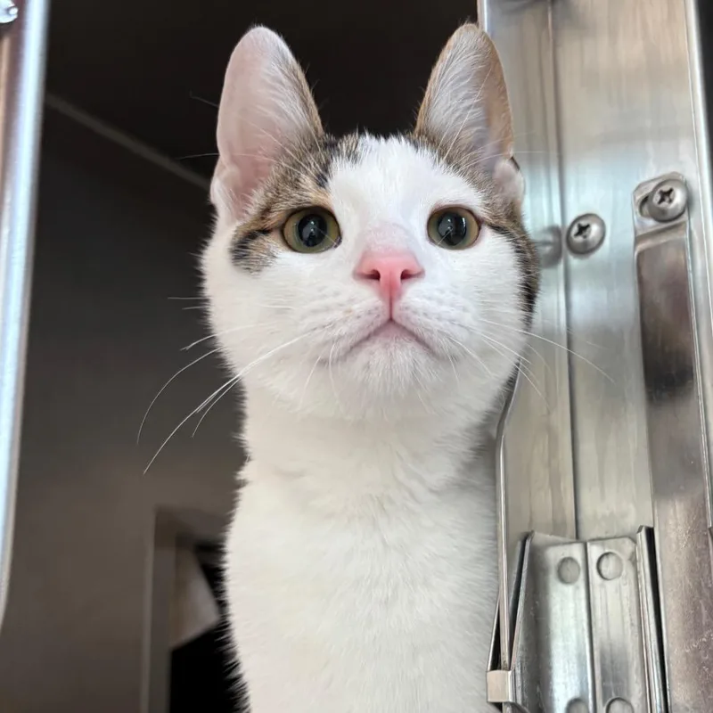 A baby small-sized male White Domestic Short Hair cat named Billy for adoption in Springfield, MA