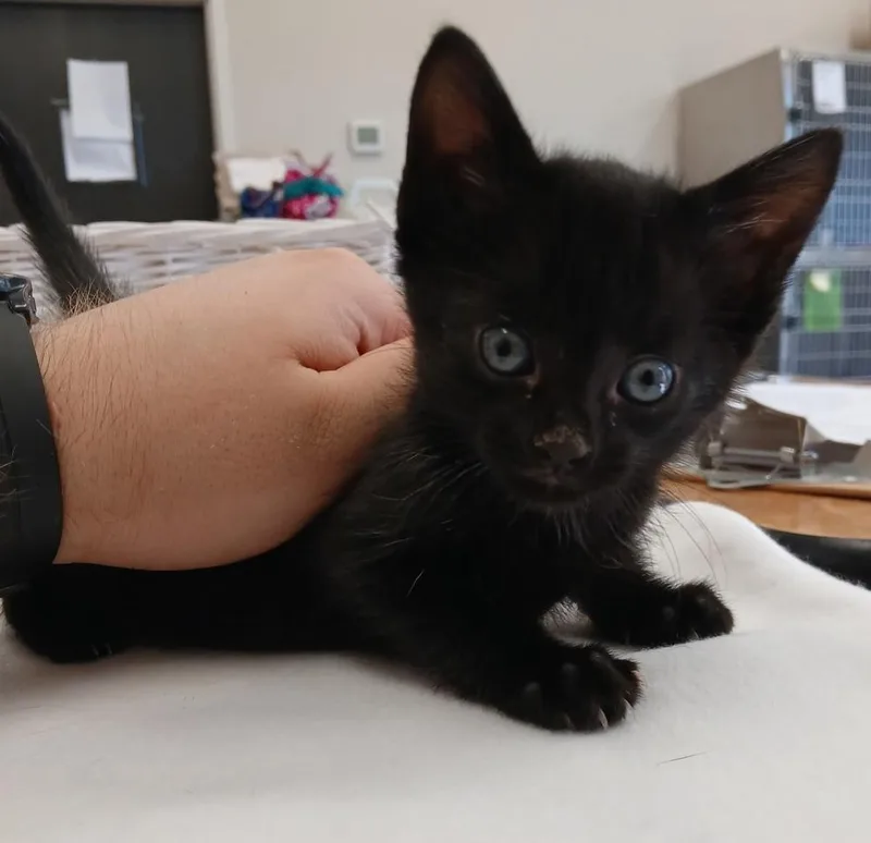 A baby small-sized male Black Domestic Short Hair cat named Inkblot for adoption in Dickson, TN