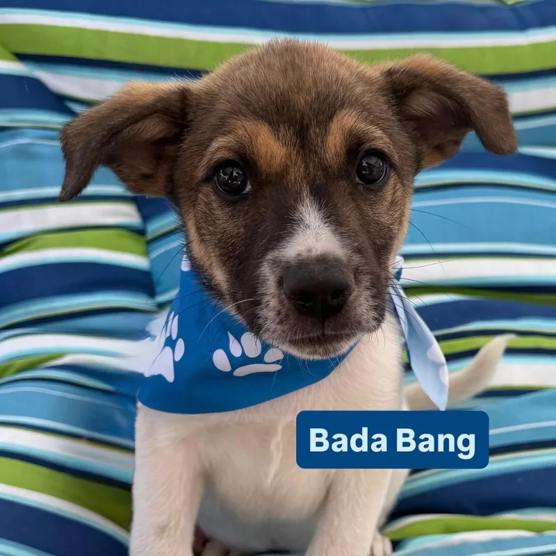 A baby medium-sized male Australian Shepherd dog named Bada Bang for adoption in Newport Beach, CA
