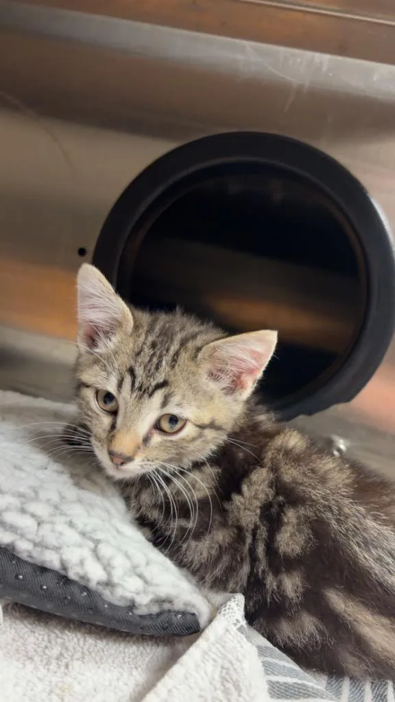 A baby medium-sized male Domestic Short Hair cat named Willie for adoption in Great Bend, KS