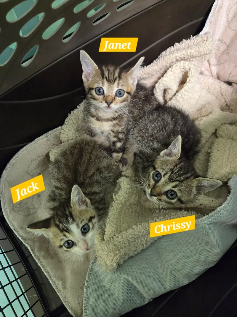 A young medium-sized female Domestic Short Hair cat named Janet for adoption in Roxboro, NC