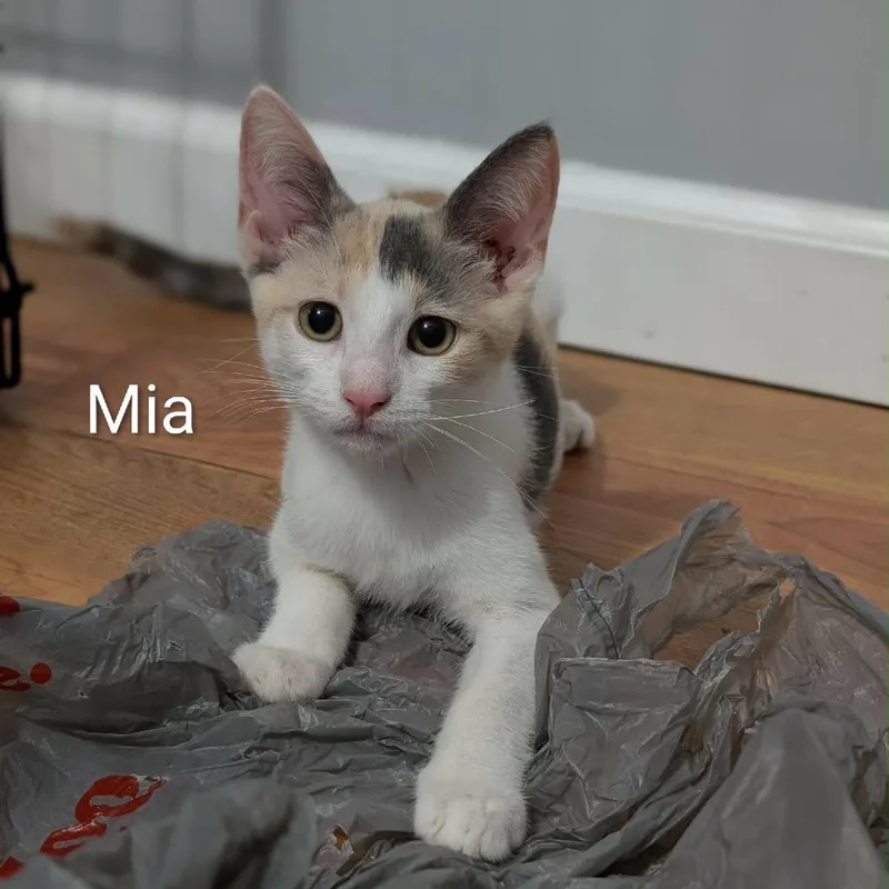 Mia