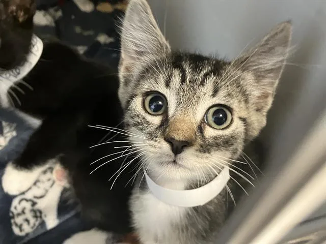 A baby small-sized male Domestic Short Hair cat named Panchito for adoption in Tustin, CA