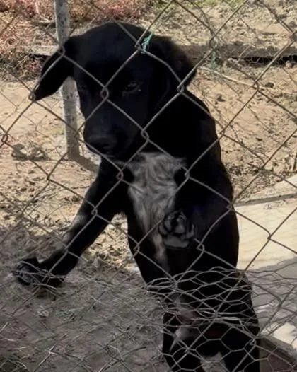 A baby medium-sized male Mixed Breed dog named Adam for adoption in Fresno, CA
