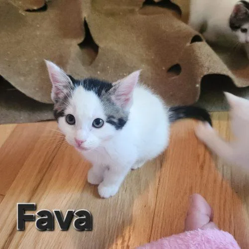 Fava thumbnail 2