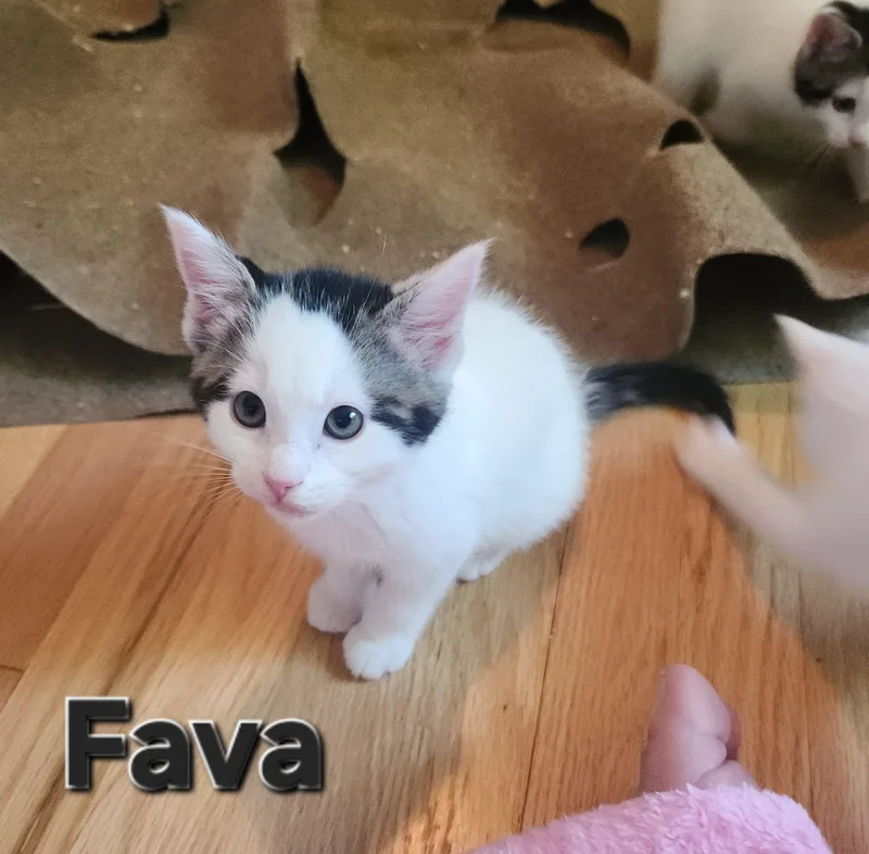 Fava thumbnail 4