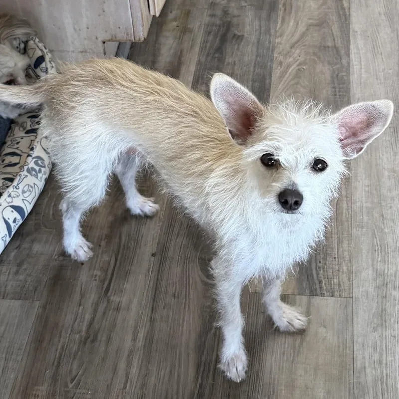 An adult small-sized female White / Cream Terrier dog named Paloma for adoption in Las Vegas, NV