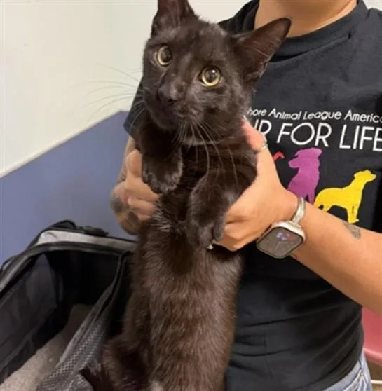 A young small-sized male Domestic Short Hair cat named Morris for adoption in Miami, FL