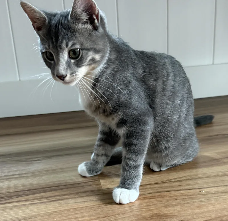 A baby medium-sized male Gray & White Domestic Short Hair cat named Smurf Solis for adoption in Stowe, PA