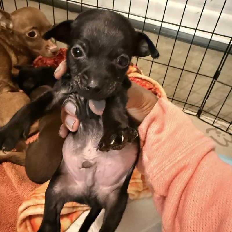 A baby small-sized male Black Chihuahua dog named Tiny for adoption in Brentwood, CA