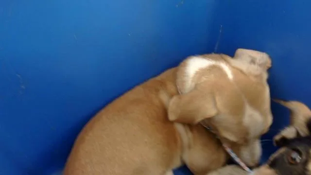 A young small-sized male Mixed Breed dog named Lucian for adoption in Dallas, TX