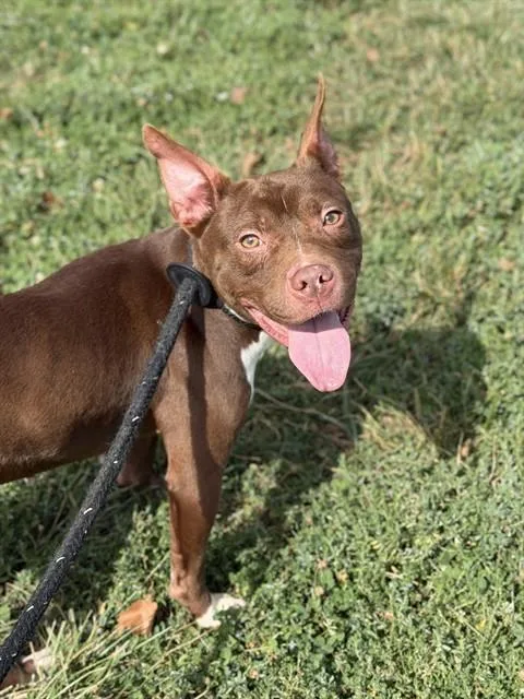 A young medium-sized female Staffordshire Bull Terrier dog named Coco for adoption in Olivette, MO