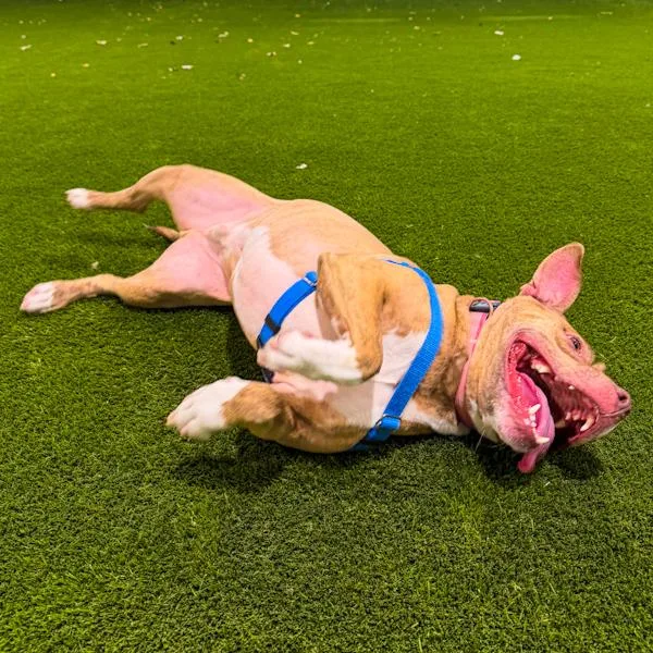 An adult medium-sized male Pit Bull Terrier dog named Copper for adoption in Des Moines, IA