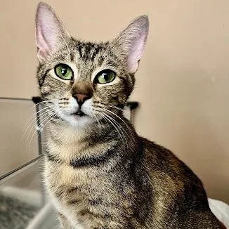 A young small-sized female American Shorthair cat named Rella for adoption in Danbury, CT