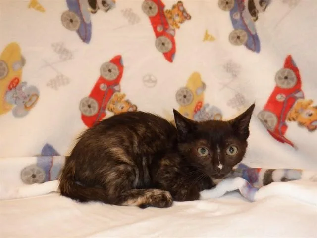 A baby small-sized female Domestic Short Hair cat named Troy for adoption in San Jose, CA