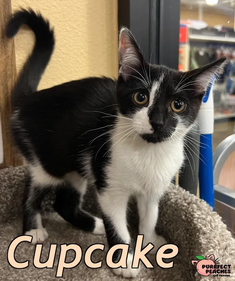 A baby medium-sized female Domestic Short Hair cat named Cupcake for adoption in Douglasville, GA