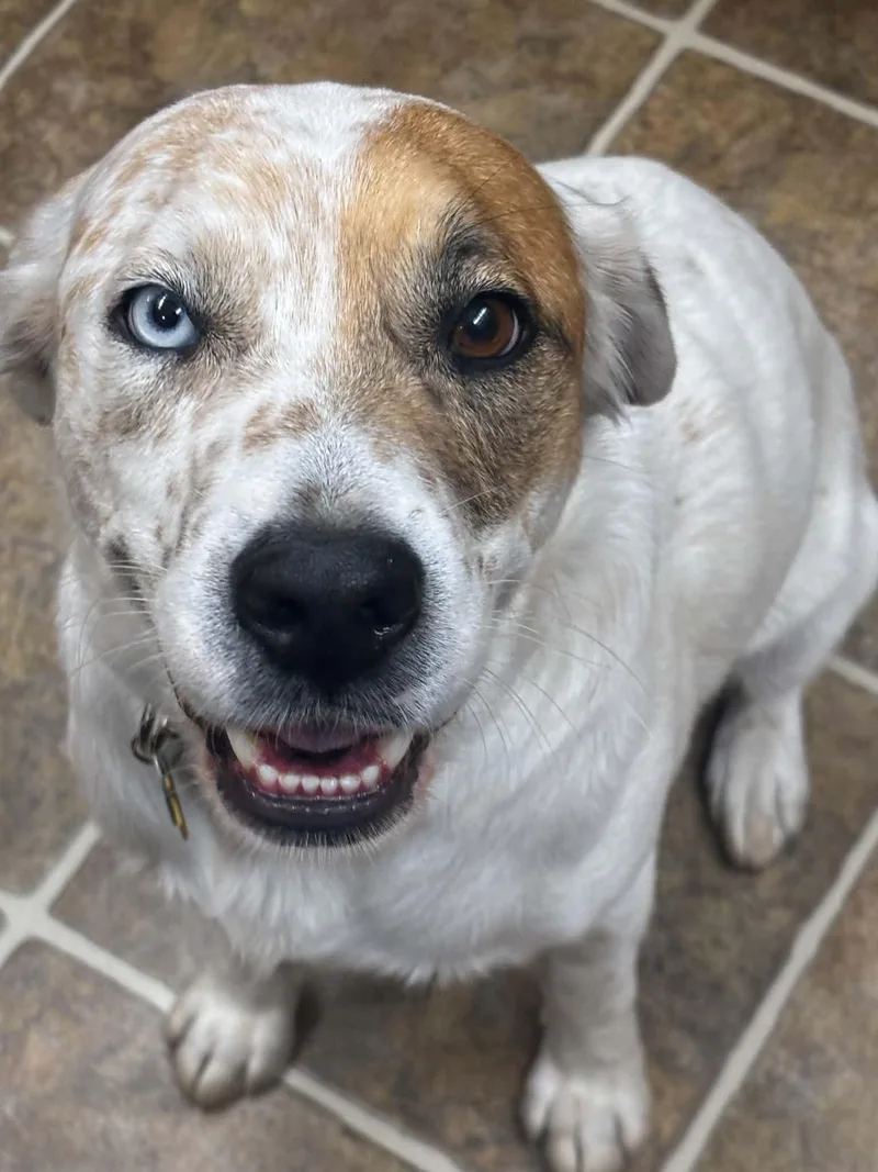 An adult medium-sized male Australian Shepherd dog named Fluffy for adoption in Pelham, NH