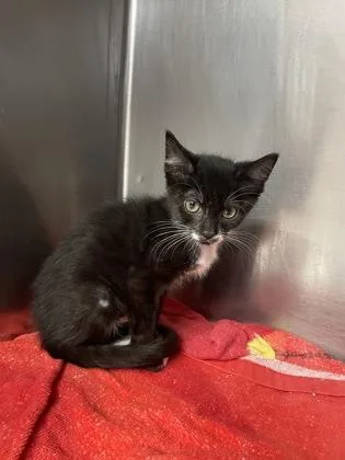 A baby small-sized female Domestic Short Hair cat named Misty for adoption in Houston, TX