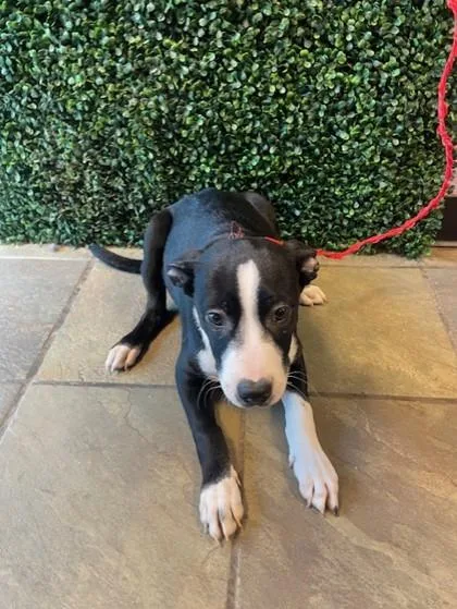 A baby small-sized male Black Mixed Breed dog named Fuego for adoption in El Paso, TX