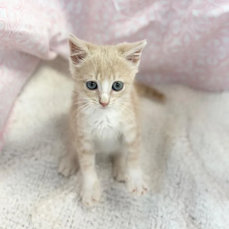 A baby small-sized female Buff / Tan / Fawn Domestic Short Hair cat named Popcorn for adoption in Winnsboro, SC