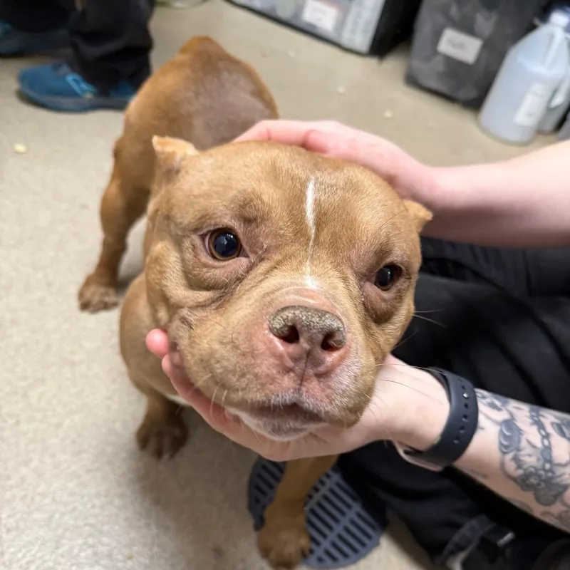 An adult medium-sized female Yellow / Tan / Blond / Fawn English Bulldog dog named Waffle for adoption in Brookfield, WI