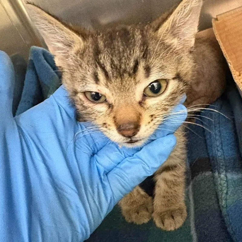 A baby small-sized male Brown / Chocolate Domestic Short Hair cat named Sushi for adoption in Bastrop, TX