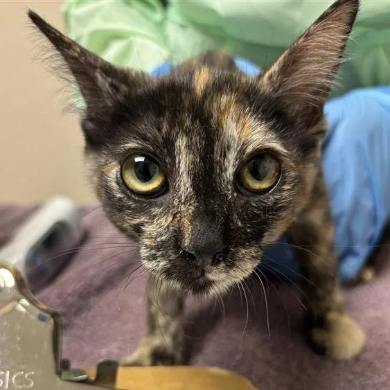 A baby small-sized female Tortoiseshell Domestic Short Hair cat named Butterfly Shrimp for adoption in Tempe, AZ