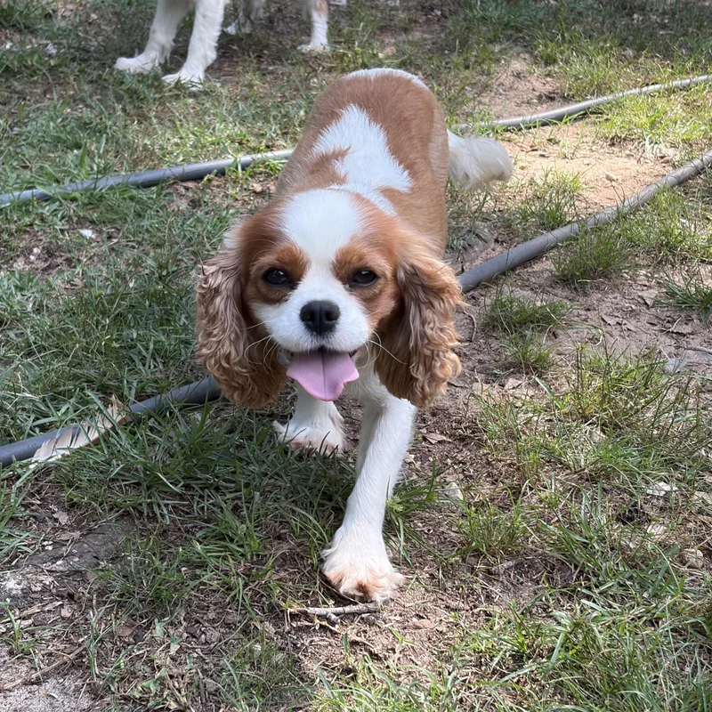 An adult small-sized female Brown / Chocolate Cavalier King Charles Spaniel dog named Charlotte for adoption in Long Beach, MS