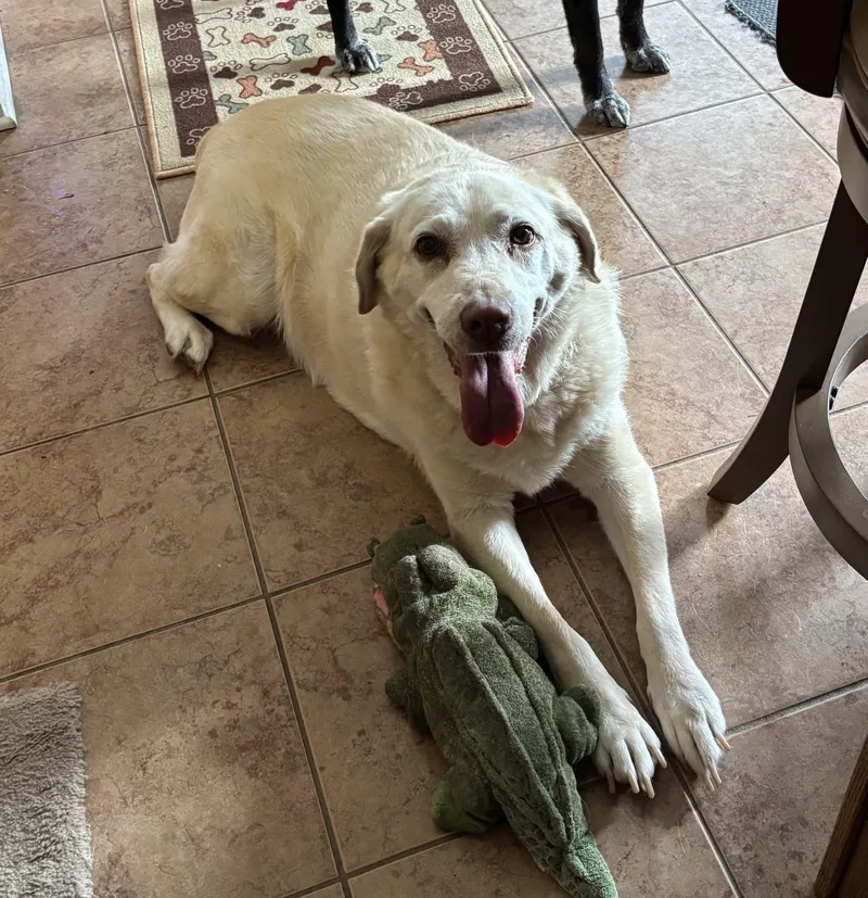 A senior large-sized female Yellow / Tan / Blond / Fawn Labrador Retriever dog named Abby for adoption in Elkton, MD