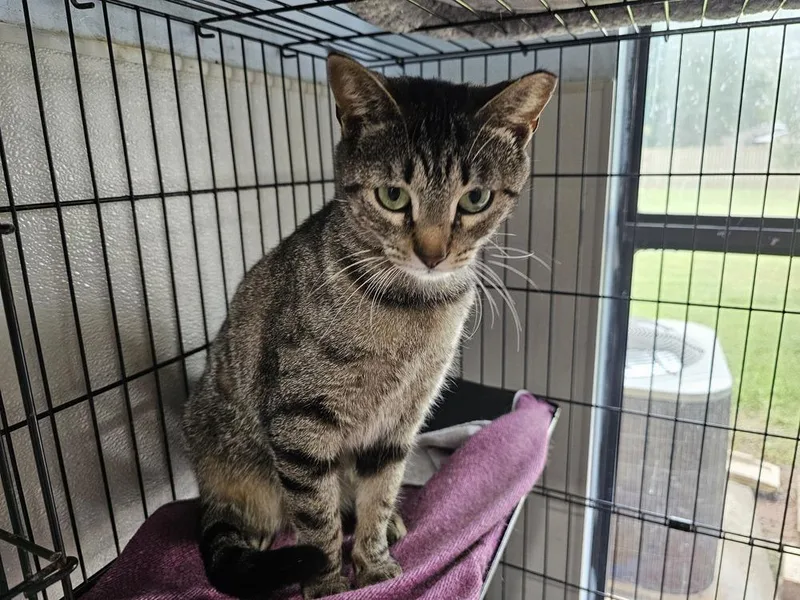 An adult small-sized female Domestic Short Hair cat named Mary for adoption in Bossier City, LA