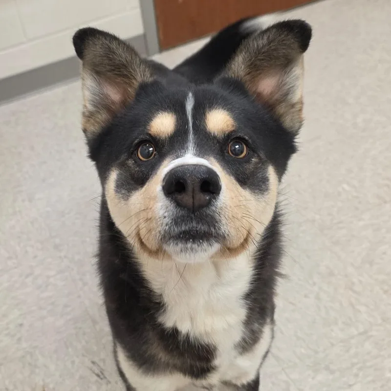 An adult medium-sized male Black Husky dog named Gallium for adoption in Chatham, VA