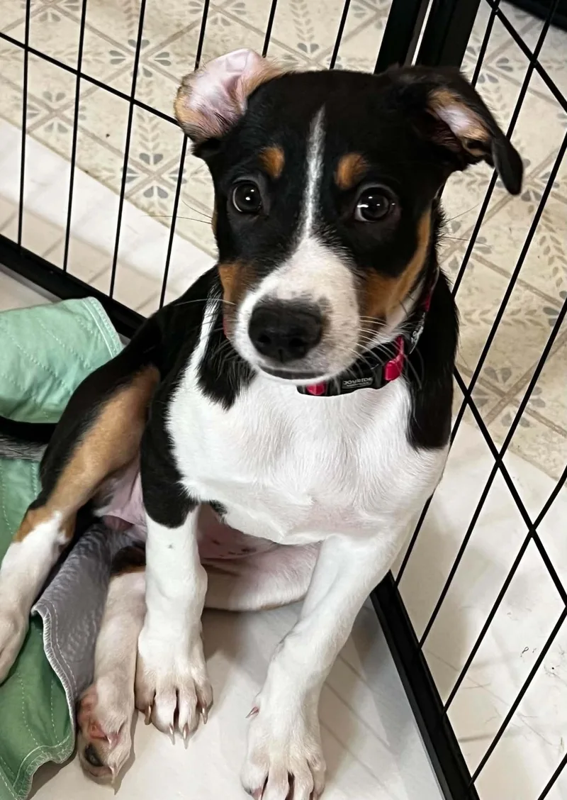 Mitzi