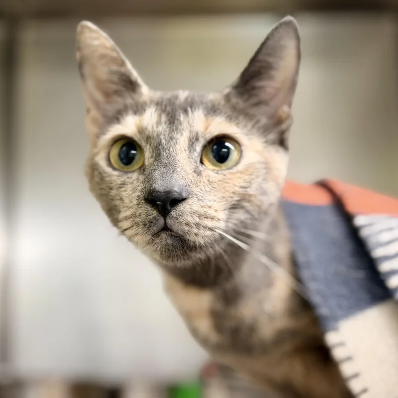 An adult medium-sized female Dilute Tortoiseshell Domestic Short Hair cat named Domo for adoption in Jackson, NJ