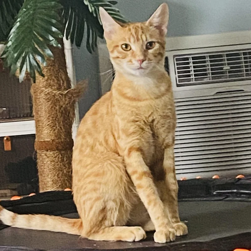 A young medium-sized male Tabby (Orange / Red) Domestic Short Hair cat named Gojo for adoption in Watertown, WI