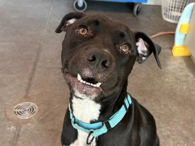 An adult large-sized male Labrador Retriever dog named Boston for adoption in Tavares, FL