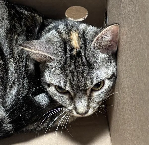 An adult medium-sized female Domestic Short Hair cat named Fruitvale for adoption in Ridgewood, NY