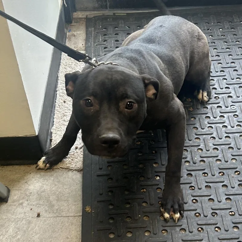 A young medium-sized female Black Pit Bull Terrier dog named Pitty for adoption in Philadelphia, PA