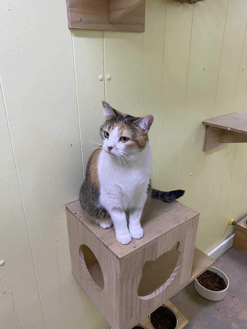 An adult medium-sized female Calico cat named Cassie for adoption in New Richmond, WI