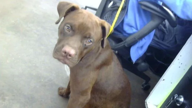 A young large-sized male Mixed Breed dog named Benito for adoption in Dallas, TX