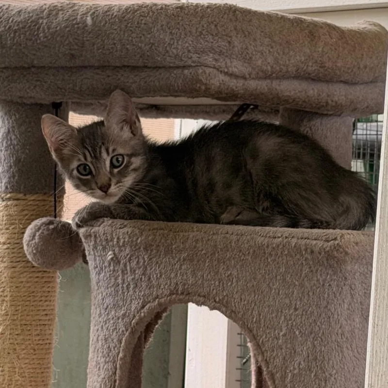 A baby small-sized male Gray / Blue / Silver Domestic Short Hair cat named Brewster for adoption in Volcano, HI
