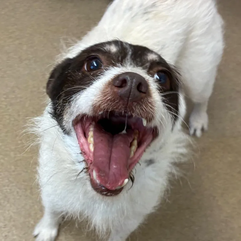 An adult small-sized female White / Cream Wirehaired Terrier dog named Charlie for adoption in Corpus Christi, TX