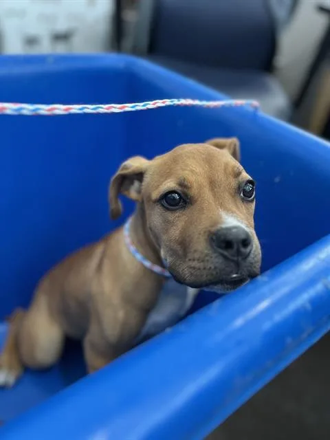 A young large-sized male Mixed Breed dog named Baron for adoption in Dallas, TX
