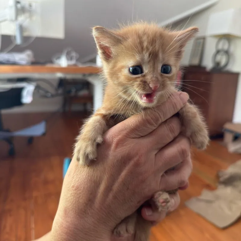 A baby small-sized male Orange / Red Domestic Short Hair cat named Wilbur for adoption in Auburn, AL