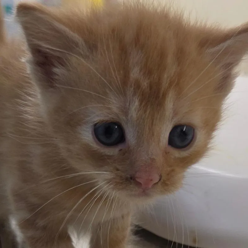 Wilbur thumbnail 3