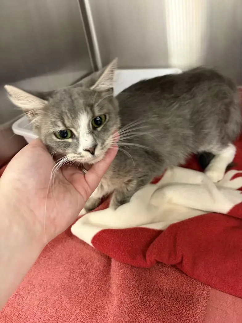 A young medium-sized female Gray & White Domestic Medium Hair cat named Presley for adoption in Greensboro, NC