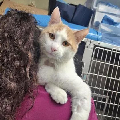 A young medium-sized male Domestic Short Hair cat named Bailey for adoption in Verona, WI