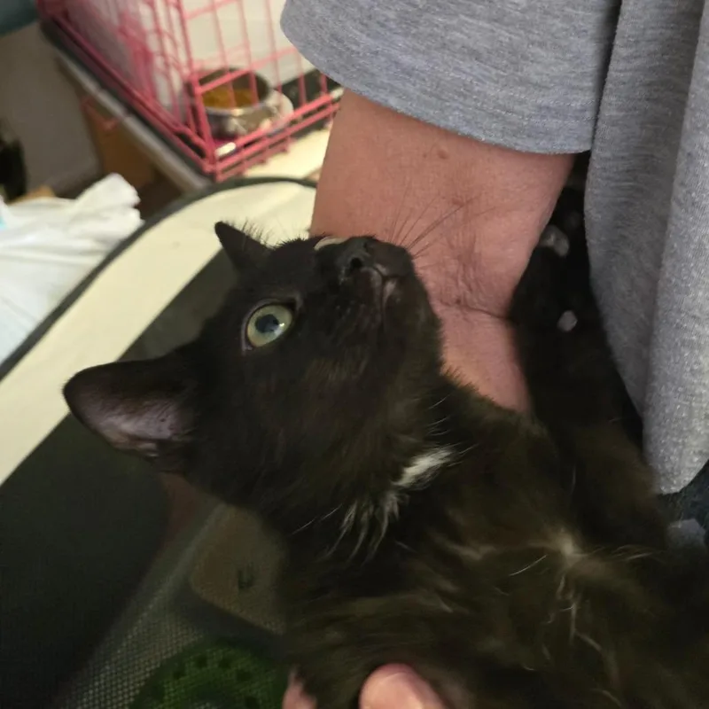 A baby small-sized male Domestic Short Hair cat named BSugar Plum for adoption in Arizona City, AZ