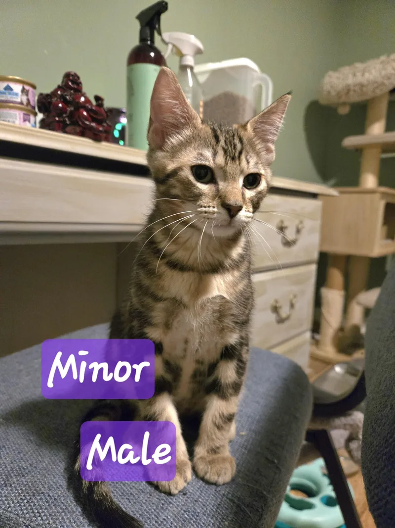 Liv & Minor thumbnail 2