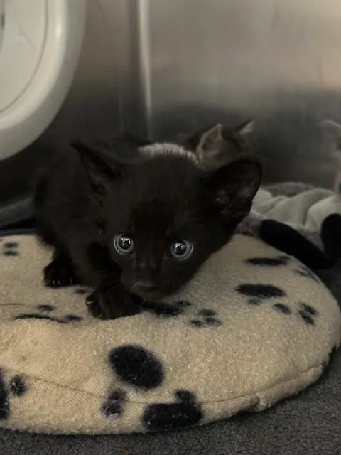 A baby small-sized male Domestic Short Hair cat named Binx for adoption in Riverside, CA