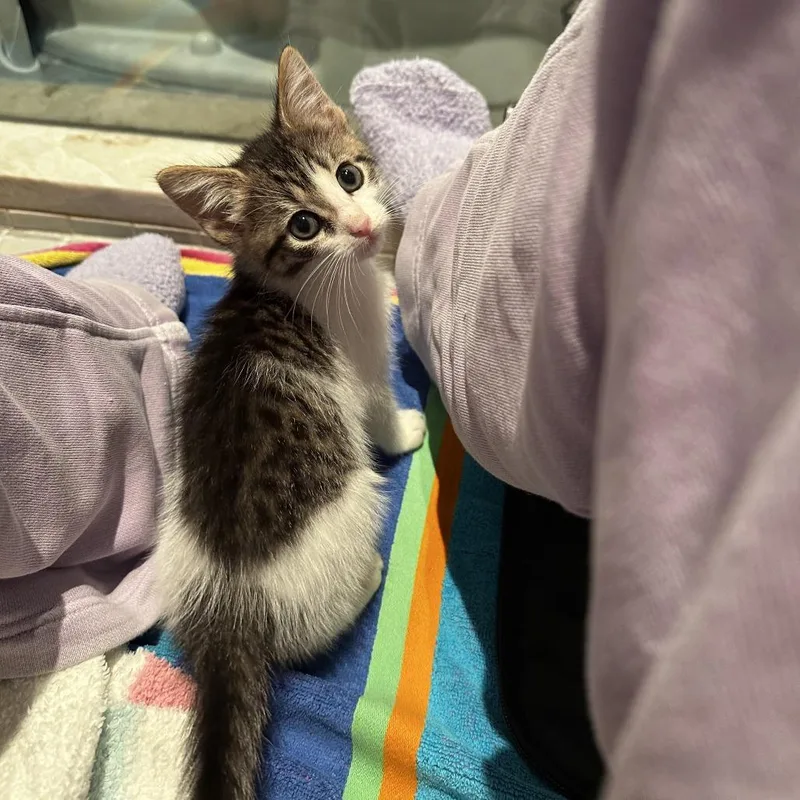 A baby small-sized female Brown / Chocolate Domestic Short Hair cat named Dairy Queen for adoption in Austin, TX